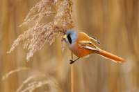 Sykorice vousata - Panurus biarmicus - Bearded Reedling o3847